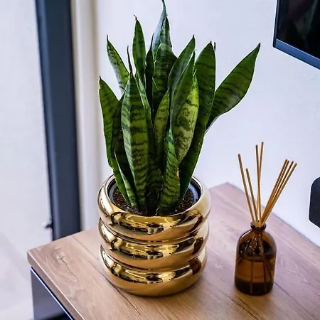 Anavi Apartman Dubrovnik